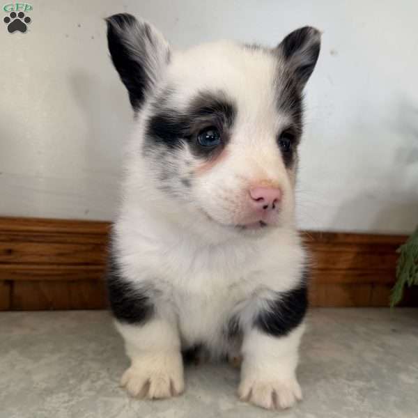 James, Pembroke Welsh Corgi Puppy